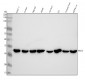 Anti-RACK1 Rabbit Monoclonal Antibody