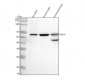 Anti-FAAH1 Rabbit Monoclonal Antibody