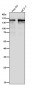 Anti-DIAPH1 Rabbit Monoclonal Antibody