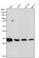 Anti-Syntenin Rabbit Monoclonal Antibody