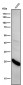 Anti-Glutathione Peroxidase 2 Rabbit Monoclonal Antibody