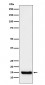 Anti-TTC11 Rabbit Monoclonal Antibody