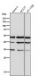 Anti-Lumican Rabbit Monoclonal Antibody