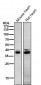 Anti-Fbx32 Rabbit Monoclonal Antibody