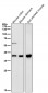Anti-Fbx32 Rabbit Monoclonal Antibody