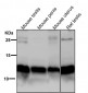 Anti-PEN2 Rabbit Monoclonal Antibody