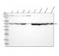 Anti-SFRP4 Rabbit Monoclonal Antibody