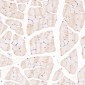 Anti-H Cadherin Rabbit Monoclonal Antibody