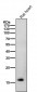 Anti-Cardiac Troponin C Rabbit Monoclonal Antibody