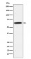 Anti-GRB7 Rabbit Monoclonal Antibody