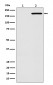 Anti-EGFR(L858R mutation) Rabbit Monoclonal Antibody
