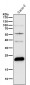 Anti-TAGLN Rabbit Monoclonal Antibody
