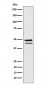 Anti-Brachyury Rabbit Monoclonal Antibody
