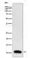 Anti-Trefoil Factor 3 Rabbit Monoclonal Antibody