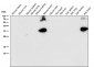 Anti-Syntaxin Rabbit Monoclonal Antibody