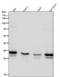 Anti-Syntaxin 4 Rabbit Monoclonal Antibody