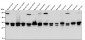 Anti-Syntaxin 4 Rabbit Monoclonal Antibody