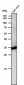 Anti-LDHA Rabbit Monoclonal Antibody