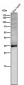 Anti-LDHA Rabbit Monoclonal Antibody