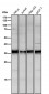 Anti-LDHA Rabbit Monoclonal Antibody