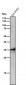 Anti-LDHA Rabbit Monoclonal Antibody