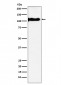 Anti-KA1 Rabbit Monoclonal Antibody