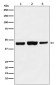 Anti-KAT1 / HAT1 Rabbit Monoclonal Antibody