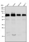 Anti-USP22 Rabbit Monoclonal Antibody