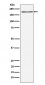 Anti-LRP6 Rabbit Monoclonal Antibody