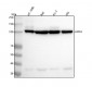 Anti-HIPK2 Rabbit Monoclonal Antibody