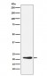 Anti-GDF3 Rabbit Monoclonal Antibody