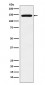 Anti-Jarid2 Rabbit Monoclonal Antibody