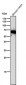 Anti-Monoamine Oxidase A Rabbit Monoclonal Antibody