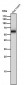 Anti-Monoamine Oxidase A Rabbit Monoclonal Antibody