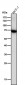 Anti-Monoamine Oxidase A Rabbit Monoclonal Antibody