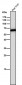 Anti-Monoamine Oxidase A Rabbit Monoclonal Antibody