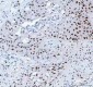 Anti-HSF1 Rabbit Monoclonal Antibody