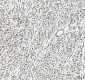 Anti-HSF1 Rabbit Monoclonal Antibody