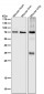 Anti-SAM68 Rabbit Monoclonal Antibody