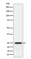 Anti-GSTK1 Rabbit Monoclonal Antibody