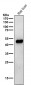 Anti-ODC1 Rabbit Monoclonal Antibody