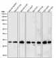 Anti-Aly Rabbit Monoclonal Antibody