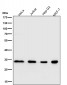 Anti-Aly Rabbit Monoclonal Antibody