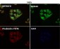 Anti-TOMM22/TOM22 Rabbit Monoclonal Antibody