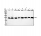 Anti-TOMM22/TOM22 Rabbit Monoclonal Antibody
