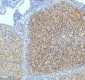 Anti-Oxytocin Receptor Rabbit Monoclonal Antibody