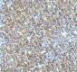 Anti-Oxytocin Receptor Rabbit Monoclonal Antibody