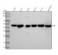 Anti-Oxytocin Receptor Rabbit Monoclonal Antibody