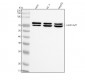 Anti-Lamin A/C Rabbit Monoclonal Antibody