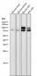 Anti-Lamin A/C Rabbit Monoclonal Antibody